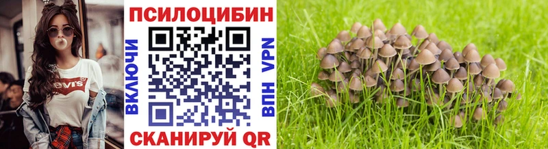 Псилоцибиновые грибы Cubensis купить цена Черноголовка